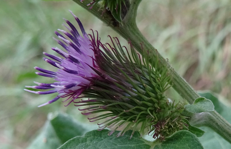 Arctium sp. - Asteraceae